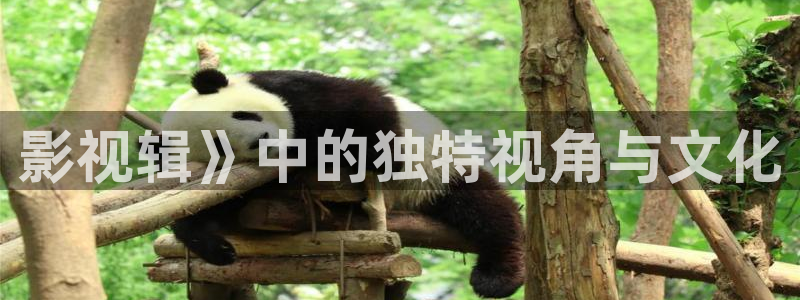 久久视频免费观看在线