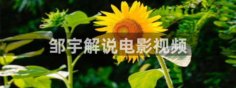 熟妇久久视频